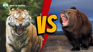 Siberian Tiger VS Kodiak Bear | Who Would Win A Fight?