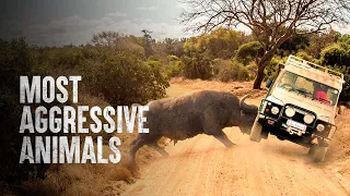 How to Survive the Most Aggressive Animals