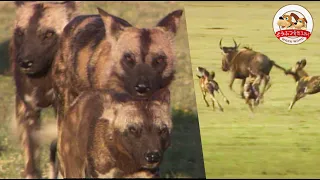 Champions of the Chase: African Wild Dogs Hunt with Strategic Skill【Amazing Animals/WAKUWAKU】