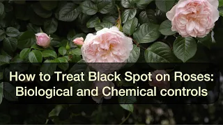 Black spot on roses - the most common disease. How to treat it.