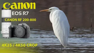 CANON R7 RF 200-800 4K25 4K50 CROP