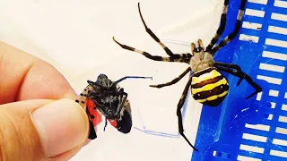 Give the Giant Spider a spotted lanternfly, a pest that kills trees.