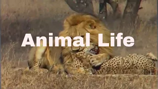 Lion attack Cheetah Male lion kills 2 cheetahs 2017