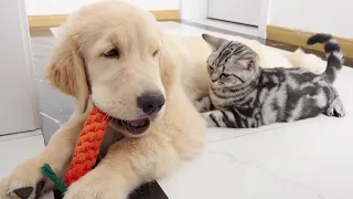Golden Retriever Puppy Doesn't Want To Share His New Toy With Kitten