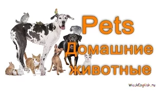 Домашние животные на английском языке.  English Vocabulary - Pets