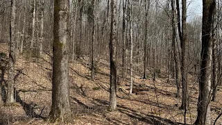 3 stands of trees on one plot of ground