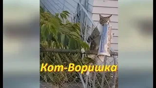 Кот Воришка