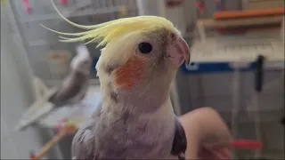 1 hour cockatiel singing lots of cockatiel noise cockatiel bird singing cockatiel singing training