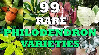 99 RARE VARIETIES  OF PHILODENDRON WITH NAMES | PLANT IDENTIFICATION | MUST COLLECT KINDS