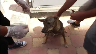 Helping an injured stray dog | he was crying!