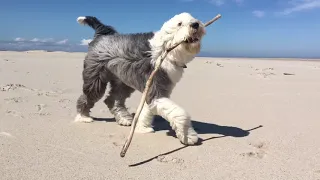 Izzy the Sheepadoodle