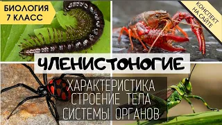 Тип Членистоногие. Биология 7 класс. Классы Ракообразные, Паукообразные, Насекомые, Многоножки. ЕГЭ