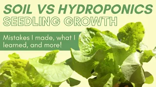 Comparing Lettuce Growth from a Hydroponics System vs in Soil | Seedling Experiment