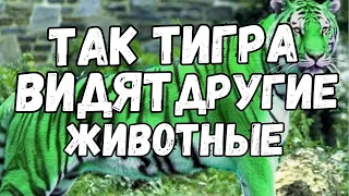 Вот так тигра видят другие животные! Узнай почему