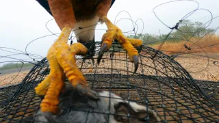 Trapping Wild Harris Hawks With A Bal-Chatri  trap