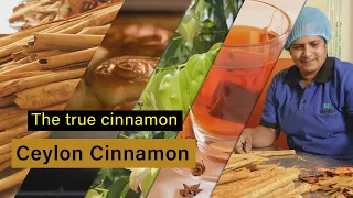 Ceylon Cinnamon | The true cinnamon| | Sri Lanka