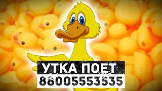 Утка поёт 88005553535 - Проще позвонить, чем у кого-то занимать!