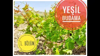 BAĞCILIKTA OLMASSA OLMAZ YEŞİL BUDAMA ve YAPILIŞI