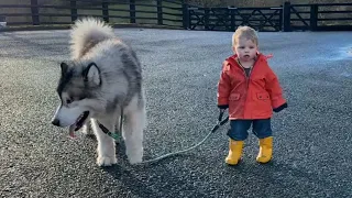 Baby Boy Tries To Convince Giant Husky To Go For A Walk! (Cutest Ever!!)