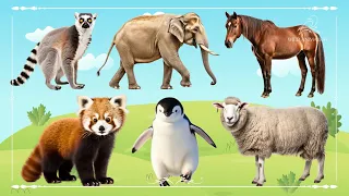 Baby farm animal moments: Lemur, Elephant, Horse, Red Panda, Penguin & Sheep - Animals Paradise