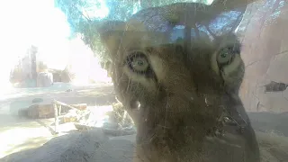 Lion trying to eat me, at San Diego Zoo safari
