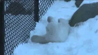 Polar Bear Cub Makes Public Debut At The Toronto Zoo