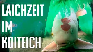 Laichzeit im Koiteich - Drei Tipps vom Koidoc