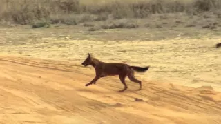 India Wild Dog Leaping At Chital