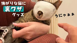 怖がりな猫にマスクを付けて爪切りするとこうなりました　750話