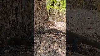 Komodo kills and eat wild weasel