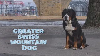 Greater Swiss Mountain Dog Breed Information [4k Video]