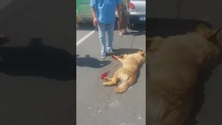 Un ”animal” chinuie un suflet de câine