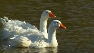 Raising Sebastopol Geese | Farm Raised Classics With P. Allen Smith