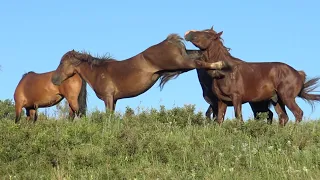 Первый табун четырехлетнего жеребца