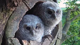 Tawny Owl Chicks Find Their Wings | Foster Owl Luna's Story | Luna & Bomber | Robert E Fuller