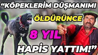 Kurda ve Domuza Acımayan Çoban Köpeği; HAYMANA KARASI! / Haymanalı Cino Emmi'nin Anadolu Kaplanları!