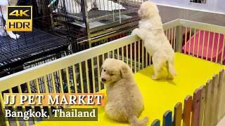 [BANGKOK] Chatuchak Pet Market "Exploring The Biggest Pet Market In Bangkok" | Thailand [4K HDR]