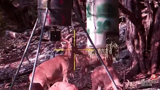 1 Shot 2 kills Aoudad hunt