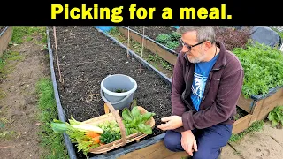 Mini Harvest | Stir Fry Greens | Microgreens | Green Side Up