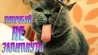 БРИТАНСКАЯ КОШКА ПЬЁТ ВОДУ ЯЗЫКОМ. КОШКА НЕ БОИТСЯ ВОДЫ. FUNNY CAT