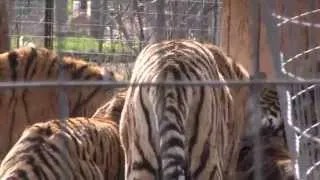 Tiger Feeding Frenzy