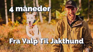 FOR TIDLIG Å SLIPPE? Første gang med stående fuglehund på jakt