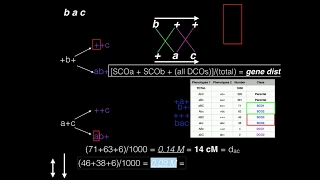 Genetics: Linkage Problem #2: Map Distance, Coefficient of Coincidence, and Interference