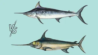 Swordfish vs Marlin: How Similar Are They?