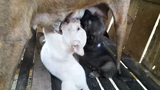 Small cute puppies milk feed.😃😄 #dog #shorts #shortvideos #reels