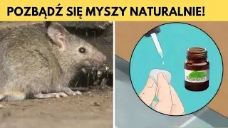 Pozbądź się myszy i szczurów z domu – NATURALNYMI środkami – szybko i skutecznie