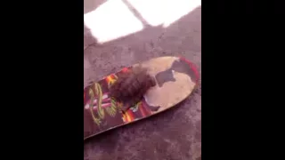 Черепаха  на скейте!!! Черепаха катается на  скейте