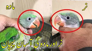 Raw Parrot Chicks Male & Female Difference | How To identify Raw Chick Male & Female