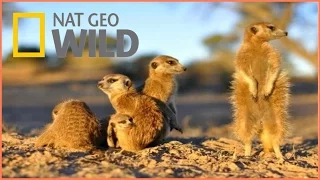 Documentary National Geographic Wild Kalahari BBC Documentary Wildlife Animals