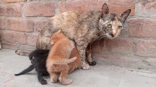 A crying mother cat brought her dying kittens to an old man. Hungry kittens are Scared of him.